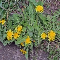 Best reviews of 🔔 Doff Path & Patio Weedkiller Weed Killer 1 Litre Spray FFPA00DOF03 🎉 -Everbuild shop unnamed file 2488