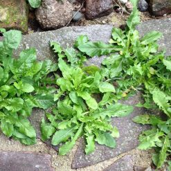 Best reviews of ???? Doff Path & Patio Weedkiller Weed Killer 1 Litre Spray FFPA00DOF03 ???? -Everbuild shop unnamed file 2493