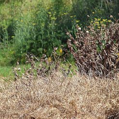 Brand new ⭐ Doff SUPERFAST Weedkiller 24-7 RTU Weed Killer Spray 1 Litre F-FU-A00-DOF-04 ❤️ -Everbuild shop unnamed file 2506