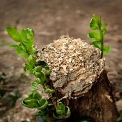 New 🧨 Doff Tree Stump And Tough Weed Killer 2 Sachets F-FG-002-DOF 🛒 -Everbuild shop unnamed file 2514