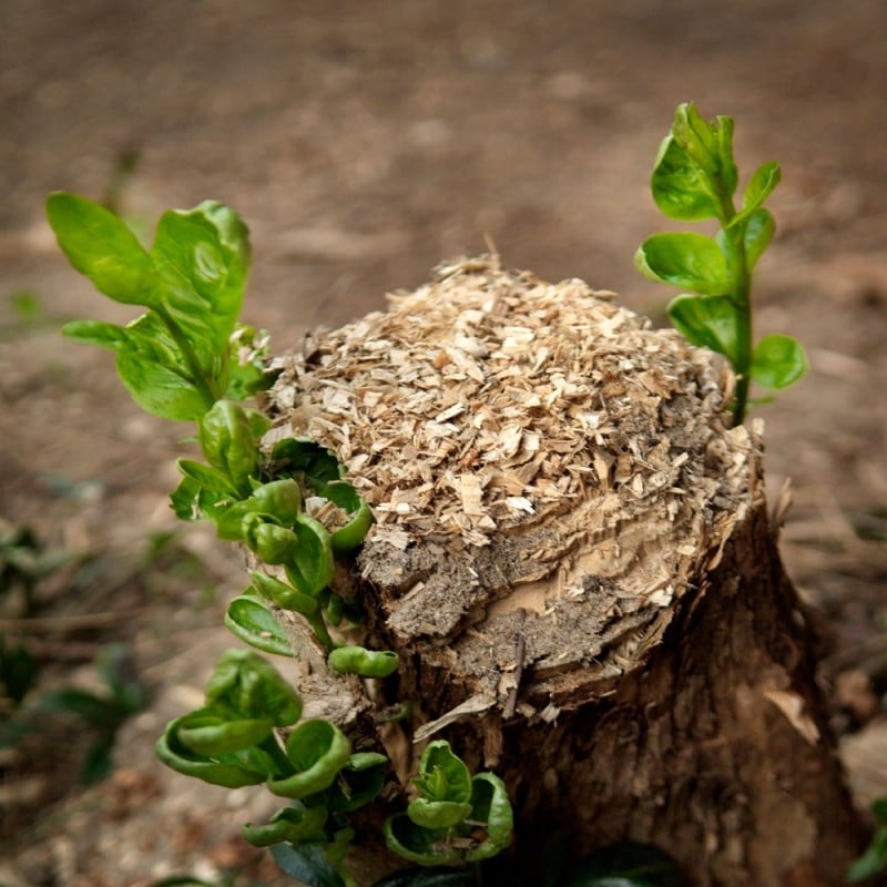 Doff Tree Stump and Tough Weed Killer 2 sachets F-FG-002-DOF New ???? Doff Tree Stump And Tough Weed Killer 2 Sachets F-FG-002-DOF ???? -Everbuild shop unnamed file 2514