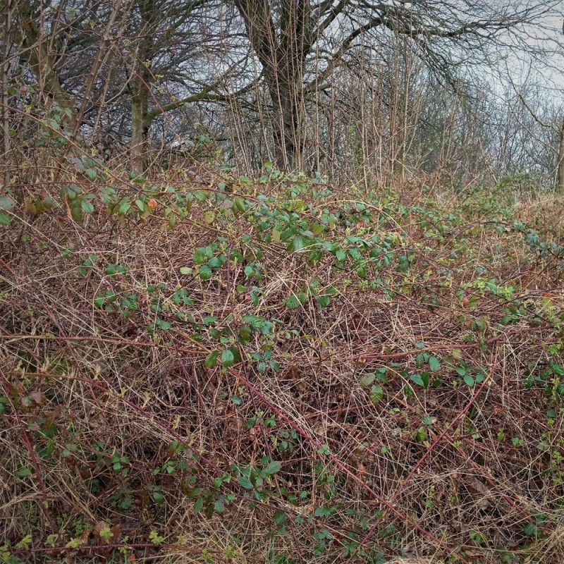 Doff Tree Stump and Tough Weed Killer 2 sachets F-FG-002-DOF New ???? Doff Tree Stump And Tough Weed Killer 2 Sachets F-FG-002-DOF ???? -Everbuild shop unnamed file 2515