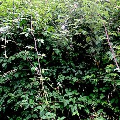 New 🧨 Doff Tree Stump And Tough Weed Killer 2 Sachets F-FG-002-DOF 🛒 -Everbuild shop unnamed file 2516