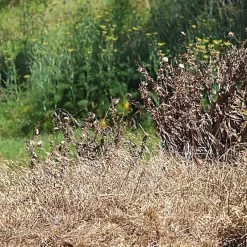 New 🧨 Doff Tree Stump And Tough Weed Killer 2 Sachets F-FG-002-DOF 🛒 -Everbuild shop unnamed file 2518