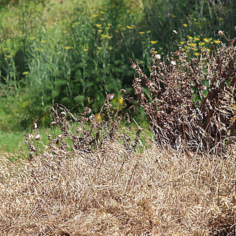 Doff Tree Stump and Tough Weed Killer 2 sachets F-FG-002-DOF New ???? Doff Tree Stump And Tough Weed Killer 2 Sachets F-FG-002-DOF ???? -Everbuild shop unnamed file 2518