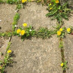 Outlet ???? Doff Weedout Extra Tough Weedkiller RTU Spray Weed Killer 1 Litre F-FQ-A00-DOF ✔️ -Everbuild shop unnamed file 2531