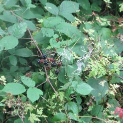 Budget ???? Doff WeedOut Weed Killer Extra Tough Concentrate 3 Litre Spray F-FQ-C00-DOF ???? -Everbuild shop unnamed file 2540