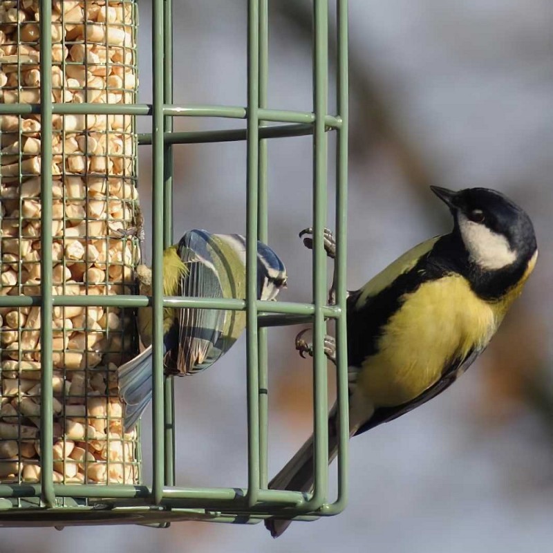Flash Sale ???? Nature's Market Natures Market Squirrel Guard Nut Peanut Bird Food Feeder Green BF008N ???? 9 Flash Sale ???? Nature's Market Natures Market Squirrel Guard Nut Peanut Bird Food Feeder Green BF008N ???? - Image 9