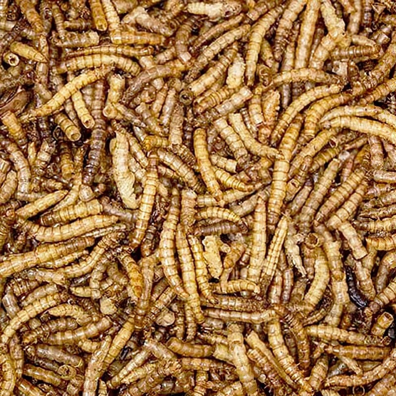 Natures Market Wild Bird Food Dried Mealworms 500g Lrg Bag BFMW06 Top 10 ⌛ Nature's Market Natures Market Wild Bird Food Dried Mealworms 500g Lrg Bag BFMW06 ???? -Everbuild shop unnamed file 462