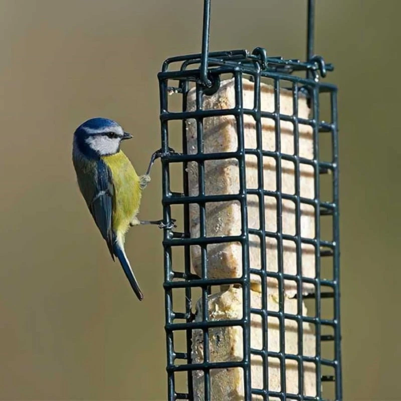 Best reviews of ๐ Nature's Market Natures Market Wild Bird Food Nut Peanut Suet Cake 300g BFSC01 โจ 4 Best reviews of ๐ Nature's Market Natures Market Wild Bird Food Nut Peanut Suet Cake 300g BFSC01 โจ - Image 4