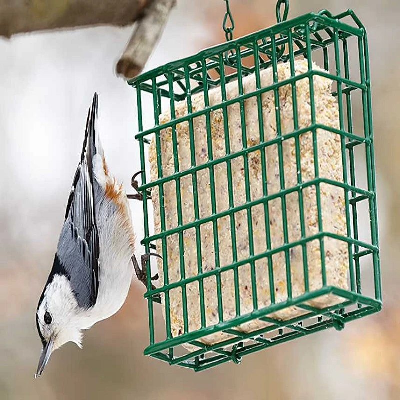 Best reviews of ๐ Nature's Market Natures Market Wild Bird Food Nut Peanut Suet Cake 300g BFSC01 โจ 5 Best reviews of ๐ Nature's Market Natures Market Wild Bird Food Nut Peanut Suet Cake 300g BFSC01 โจ - Image 5