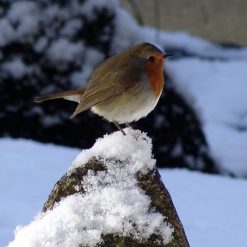 Best Sale ???? Nature's Market Natures Market Wild Bird Food Robin Seed And Insect Mix 900g BFWF02 ???? -Everbuild shop unnamed file 486