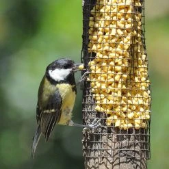 Budget ❤️ Nature's Market Natures Market Wild Bird Food Suet Pellets 1kg Bag - BF1SP ❤️ 9 Budget ❤️ Nature's Market Natures Market Wild Bird Food Suet Pellets 1kg Bag - BF1SP ❤️ -Everbuild shop unnamed file 512