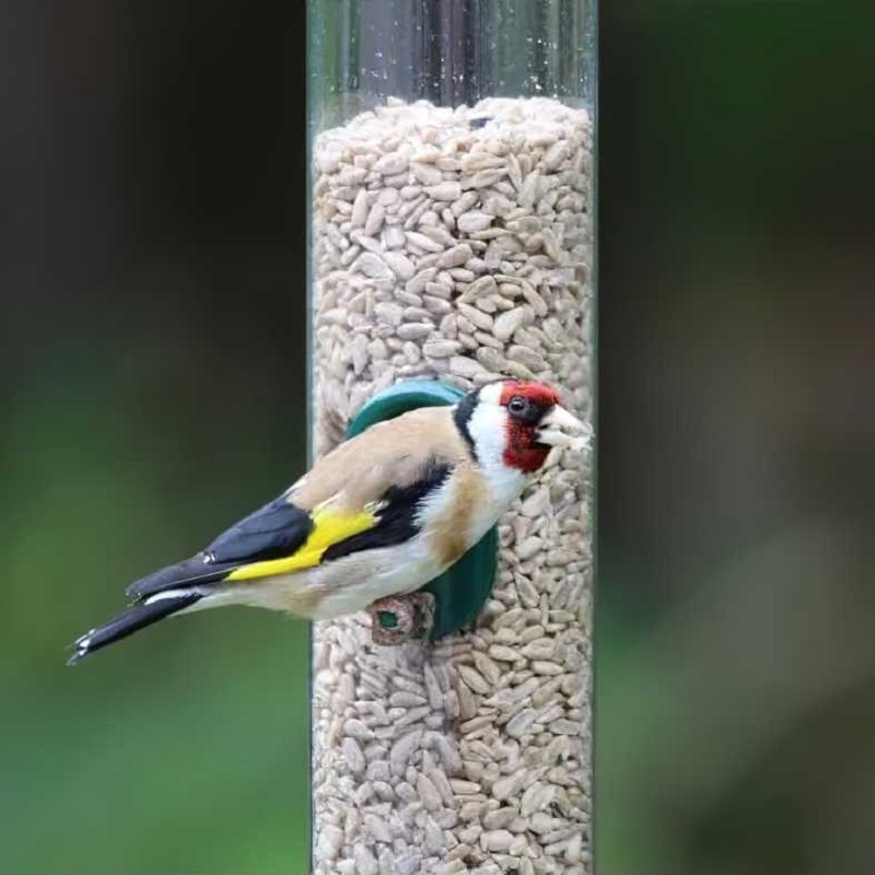 Natures Market Wild Bird Food Sunflower Seed Hearts 900g BFWF03 Hot Sale ???? Nature's Market Natures Market Wild Bird Food Sunflower Seed Hearts 900g BFWF03 ???? -Everbuild shop unnamed file 514