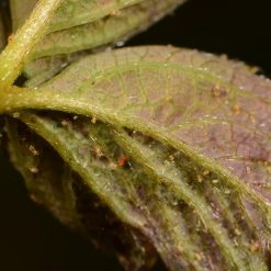 New ???? Doff 2 In 1 Rose Plant Shrub Shield Bug Fungus Control 1 Litre Spray SCBA00DPK ???? -Everbuild shop unnamed file 576