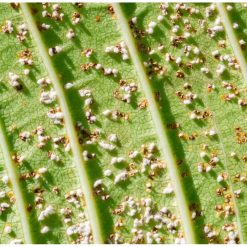 New ???? Doff 2 In 1 Rose Plant Shrub Shield Bug Fungus Control 1 Litre Spray SCBA00DPK ???? -Everbuild shop unnamed file 577