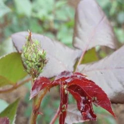 New 🥰 Doff 2 In 1 Rose Plant Shrub Shield Bug Fungus Control 1 Litre Spray SCBA00DPK 💯 -Everbuild shop unnamed file 581