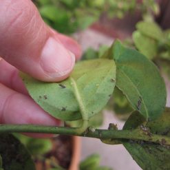 Cheapest ???? Doff Universal Plant Bug Killer Mildew Fungus Control 1 Litre SCAAOODPK ???? -Everbuild shop unnamed file 588