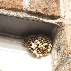 Flash Sale ✔️ Doff Advanced Foaming Wasp Nest Killer Spray 300ml DP1074-01 ❤️ -Everbuild shop unnamed file 619