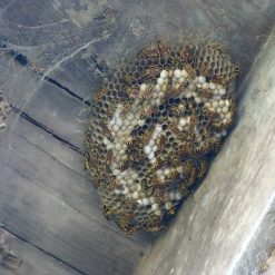 Flash Sale ✔️ Doff Advanced Foaming Wasp Nest Killer Spray 300ml DP1074-01 ❤️ -Everbuild shop unnamed file 620