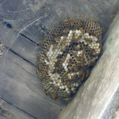 Flash Sale ✔️ Doff Advanced Foaming Wasp Nest Killer Spray 300ml DP1074-01 ❤️ -Everbuild shop unnamed file 620