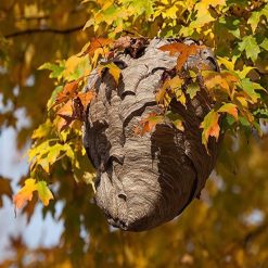 Flash Sale ✔️ Doff Advanced Foaming Wasp Nest Killer Spray 300ml DP1074-01 ❤️ -Everbuild shop unnamed file 621