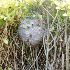 Flash Sale ✔️ Doff Advanced Foaming Wasp Nest Killer Spray 300ml DP1074-01 ❤️ -Everbuild shop unnamed file 622