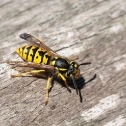 Best reviews of ⭐ Doff Ant And Crawling Insect Killer Trigger Spray 1 Litre F-BH-A00-DOF 🤩 19 Best reviews of ⭐ Doff Ant And Crawling Insect Killer Trigger Spray 1 Litre F-BH-A00-DOF 🤩 -Everbuild shop unnamed file 654