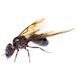 Best reviews of ⭐ Doff Ant And Crawling Insect Killer Trigger Spray 1 Litre F-BH-A00-DOF 🤩 21 Best reviews of ⭐ Doff Ant And Crawling Insect Killer Trigger Spray 1 Litre F-BH-A00-DOF 🤩 -Everbuild shop unnamed file 656