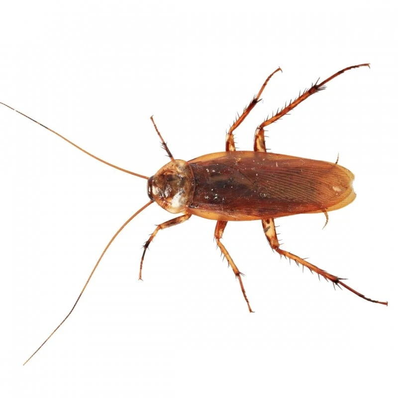 Best reviews of ⭐ Doff Ant And Crawling Insect Killer Trigger Spray 1 Litre F-BH-A00-DOF 🤩 11 Best reviews of ⭐ Doff Ant And Crawling Insect Killer Trigger Spray 1 Litre F-BH-A00-DOF 🤩 - Image 11