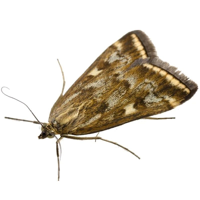 Best reviews of ⭐ Doff Ant And Crawling Insect Killer Trigger Spray 1 Litre F-BH-A00-DOF 🤩 12 Best reviews of ⭐ Doff Ant And Crawling Insect Killer Trigger Spray 1 Litre F-BH-A00-DOF 🤩 - Image 12