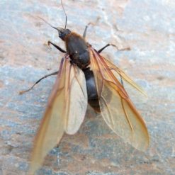 Best Sale ???? Doff Ant And Crawling Insect Powder Killer 400g FBB400DOF01 ???? -Everbuild shop unnamed file 664