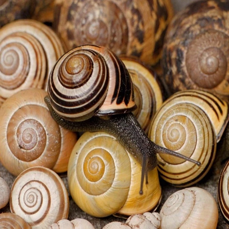 Budget ⭐ Doff Green Fingers Bio Barrier Slug Snail Protection Pellets 1kg F-AD-A00-DGF 🥰 6 Budget ⭐ Doff Green Fingers Bio Barrier Slug Snail Protection Pellets 1kg F-AD-A00-DGF 🥰 - Image 6