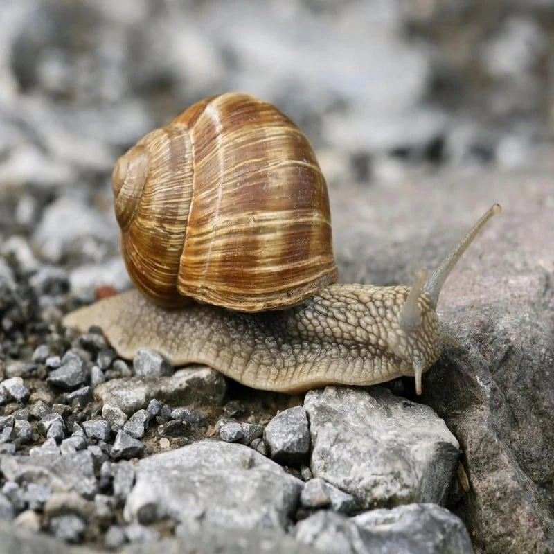 Budget ⭐ Doff Green Fingers Bio Barrier Slug Snail Protection Pellets 1kg F-AD-A00-DGF 🥰 7 Budget ⭐ Doff Green Fingers Bio Barrier Slug Snail Protection Pellets 1kg F-AD-A00-DGF 🥰 - Image 7