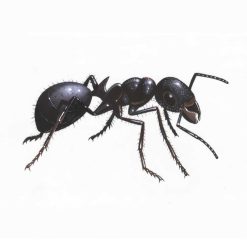 Wholesale ✨ Doff Power Up Mirmex GR Ant And Nest Killer 350g F-BD-350-DPU ✨ -Everbuild shop unnamed file 699