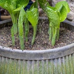 Budget ✨ Doff Slugs Be Gone Barrier Slug Snail Protection Granules Grit 1.65kg DP1022 ⭐ 3 Budget ✨ Doff Slugs Be Gone Barrier Slug Snail Protection Granules Grit 1.65kg DP1022 ⭐ -Everbuild shop unnamed file 715