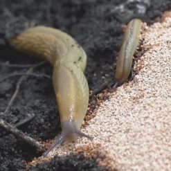 Budget ✨ Doff Slugs Be Gone Barrier Slug Snail Protection Granules Grit 1.65kg DP1022 ⭐ 4 Budget ✨ Doff Slugs Be Gone Barrier Slug Snail Protection Granules Grit 1.65kg DP1022 ⭐ -Everbuild shop unnamed file 716