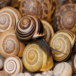 Wholesale ???? Doff Slugs Be Gone Slug Snail Defence Gel 1 Litre F-WV-A00-DOF-03 ⌛ -Everbuild shop unnamed file 739