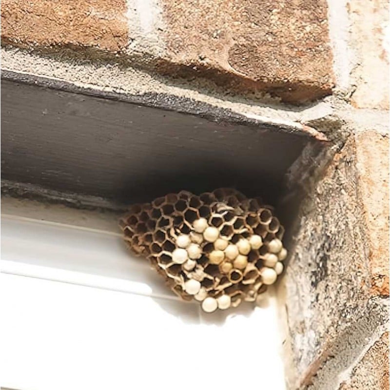 Doff Wasp Nest Killer Powder 300g F-BO-300-DOF Cheapest ❤️ Doff Wasp Nest Killer Powder 300g F-BO-300-DOF ✔️ -Everbuild shop unnamed file 750