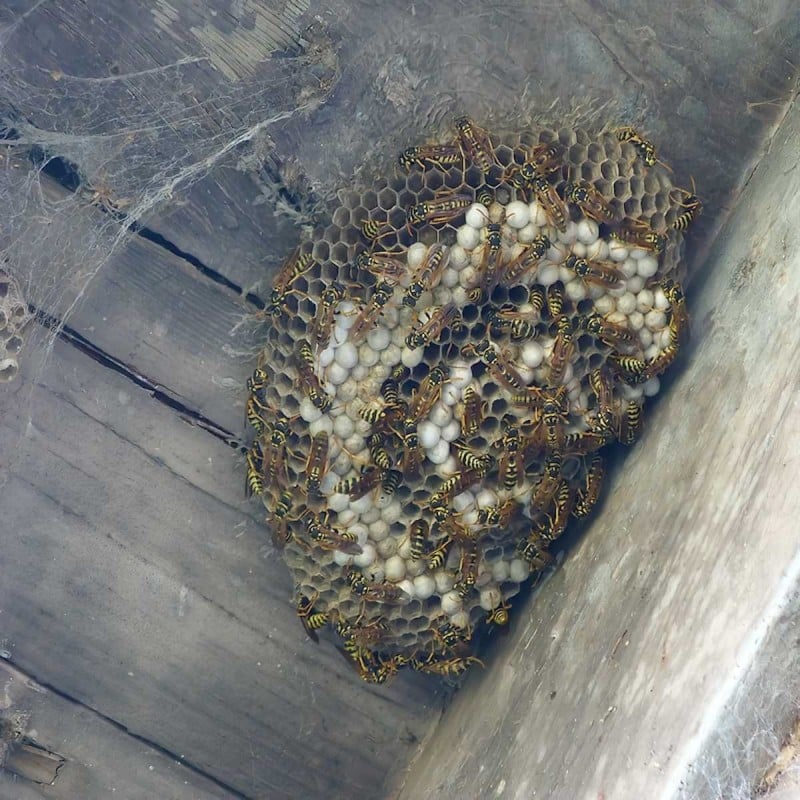 Doff Wasp Nest Killer Powder 300g F-BO-300-DOF Cheapest ❤️ Doff Wasp Nest Killer Powder 300g F-BO-300-DOF ✔️ -Everbuild shop unnamed file 751