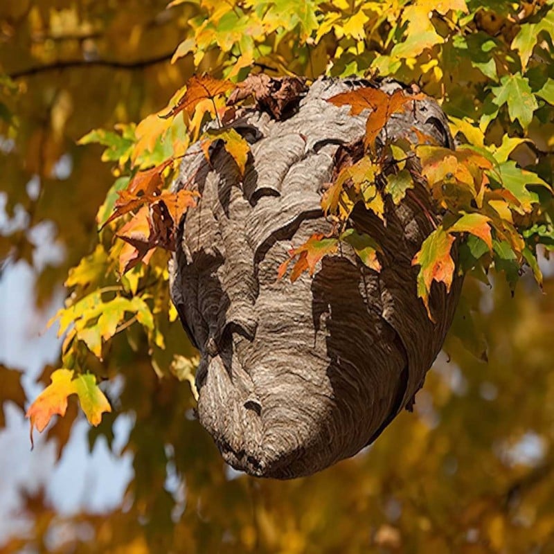 Doff Wasp Nest Killer Powder 300g F-BO-300-DOF Cheapest ❤️ Doff Wasp Nest Killer Powder 300g F-BO-300-DOF ✔️ -Everbuild shop unnamed file 752