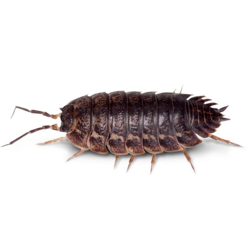 Doff Woodlice Carpet Moth Beetle Crawling Insect Killer Powder 300g Hot Sale ???? Doff Woodlice Carpet Moth Beetle Crawling Insect Killer Powder 300g ???? -Everbuild shop unnamed file 757