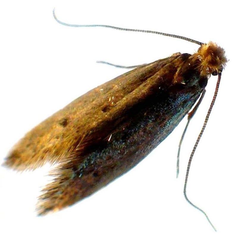 Doff Woodlice Carpet Moth Beetle Crawling Insect Killer Powder 300g Hot Sale ???? Doff Woodlice Carpet Moth Beetle Crawling Insect Killer Powder 300g ???? -Everbuild shop unnamed file 762