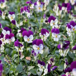 Deals ???? Doff Wool And Moss Hanging Flower Basket Liner Water Retainer DP1026 ???? 4 Deals ???? Doff Wool And Moss Hanging Flower Basket Liner Water Retainer DP1026 ???? -Everbuild shop unnamed file 808