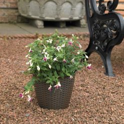 Best Sale ???? Kingfisher Garden Kingfisher Rattan House Garden Flower Plant Pot Interwoven Design 9.5 Inch PPOT04 ???? -Everbuild shop unnamed file 844