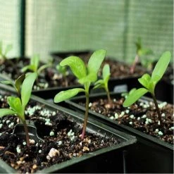 Hot Sale ⌛ Doff Peat Free Multipurpose Premium Compost 15L FWAO00DOF 💯 -Everbuild shop unnamed file 932