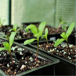 Best Sale ???? Doff Plant Perlite Aerates Compost For Healthy Plants 8L F-WK-H00-DOF ???? 3 Best Sale ???? Doff Plant Perlite Aerates Compost For Healthy Plants 8L F-WK-H00-DOF ???? -Everbuild shop unnamed file 940