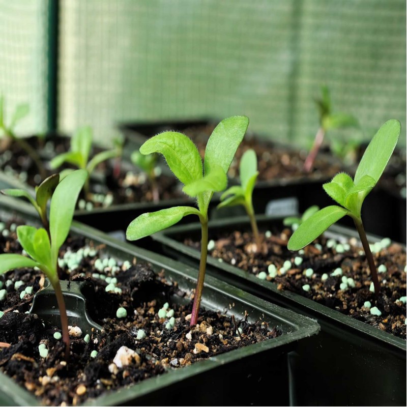 Doff Plant Perlite Aerates Compost For healthy Plants 8L F-WK-H00-DOF Best Sale ???? Doff Plant Perlite Aerates Compost For Healthy Plants 8L F-WK-H00-DOF ???? -Everbuild shop unnamed file 940