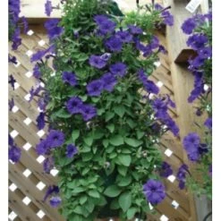 Outlet ๐ฅฐ Silverline Tools Hanging Flower Plant Growing Tube Bags Twin Pack 264904 ๐ฅฐ 4 Outlet ๐ฅฐ Silverline Tools Hanging Flower Plant Growing Tube Bags Twin Pack 264904 ๐ฅฐ -Everbuild shop unnamed file 946