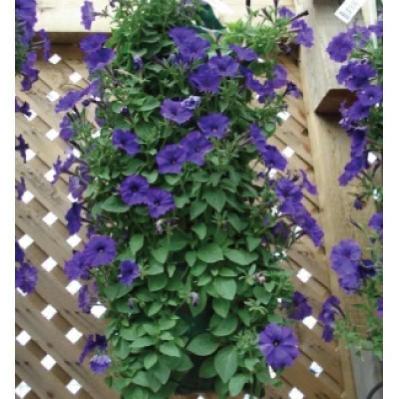 Hanging Flower Plant Growing Tube Bags Twin Pack 264904 Outlet ???? Silverline Tools Hanging Flower Plant Growing Tube Bags Twin Pack 264904 ???? -Everbuild shop unnamed file 946